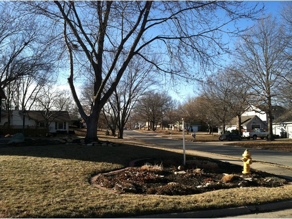 Winter shade in Westridge neighborhood
