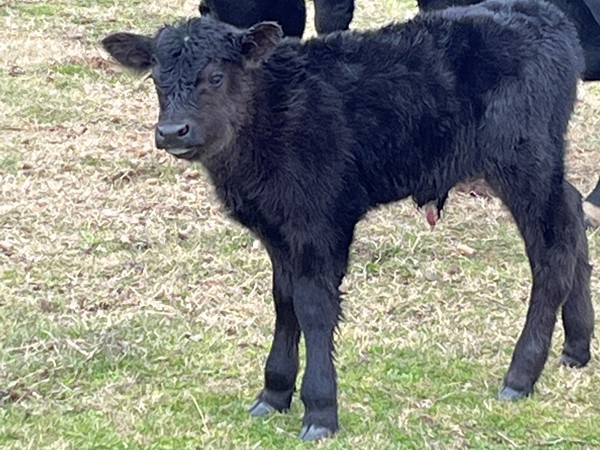 Brand new Haskell County baby calf