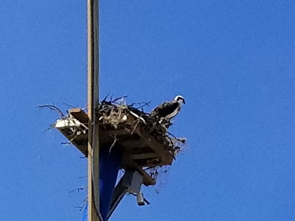 Tacky Jacks Osprey nest 