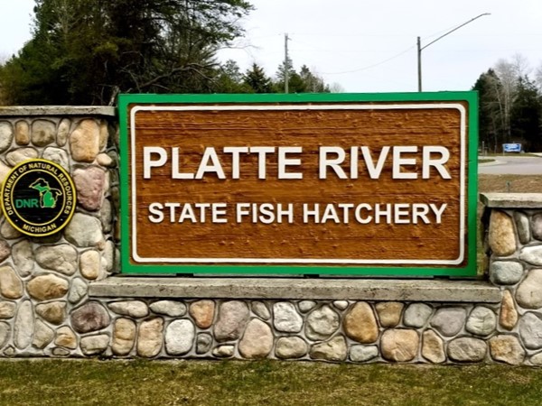 Platte River State Fish Hatchery  - 15210 US 31, Beulah, MI