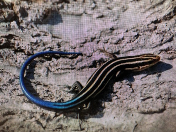 I have seen more of these, this year, than ever before. The five lined Skink