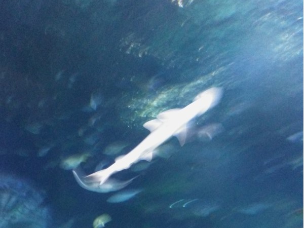 Sharks at Sea Life Michigan Aquarium 