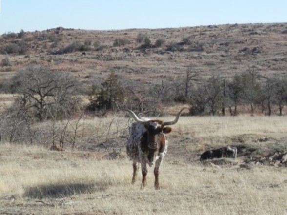 Longhorn, buffalo, elk, deer and many other wild creatures roam wild on the federally protected land