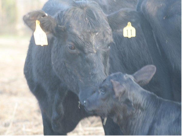 Calving Season on the Ranch - Black Angus mama and baby