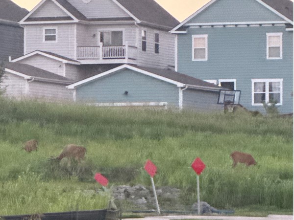 One of the many reason to choose Pergola Park, nature and wildlife