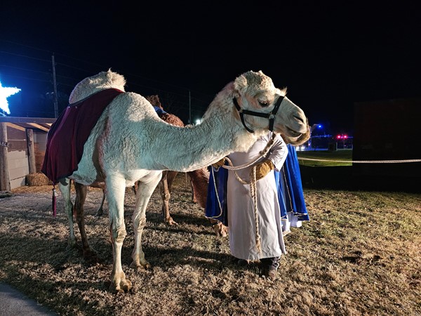 Majestic camel adding charm and authenticity to the Live Nativity