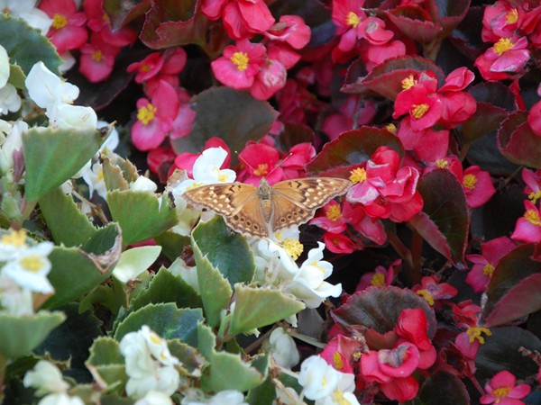 Butterfly in the rose gardens at Antelope Park