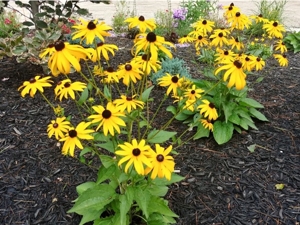 We love these beautiful Black-eyed Susan's! Protect your gardens with motion activated sprinklers 
