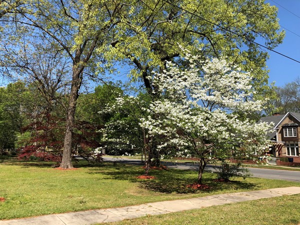 Springtime blooms in Conway's Historic District