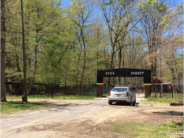 Entrance to Deer Forest