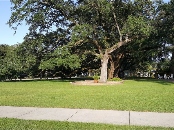 The Lake Oaks area boasts many huge old oak trees like these