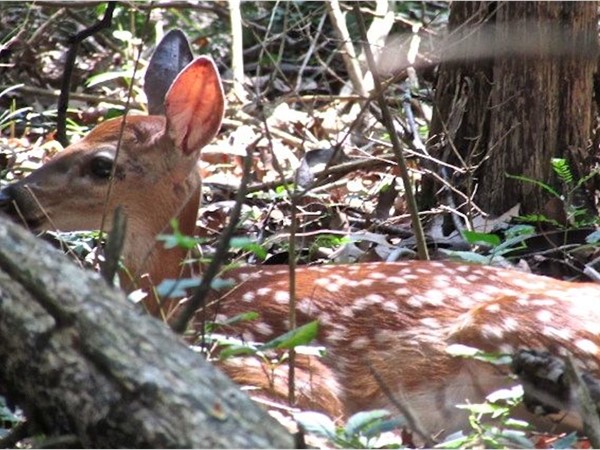 Deer, such as the fawn above, are regular residents of central Missouri 