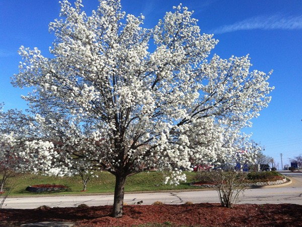 Driving to work today, I saw this beautiful tree in bloom and was thankful that Spring has arrived!