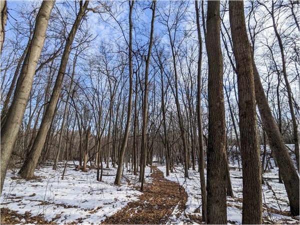 Take a quiet winter walk at Ulrich Park in Cedar Falls 
