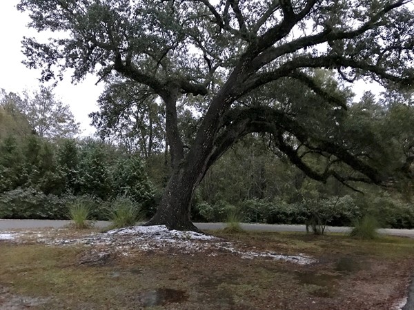 Snowfall is rare in South Mississippi but our old Oak tree loves the attention