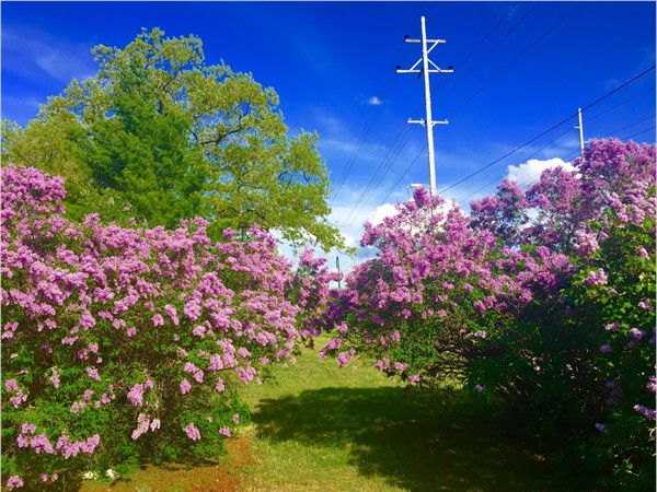 Loving the lilacs along the Tart Trail!