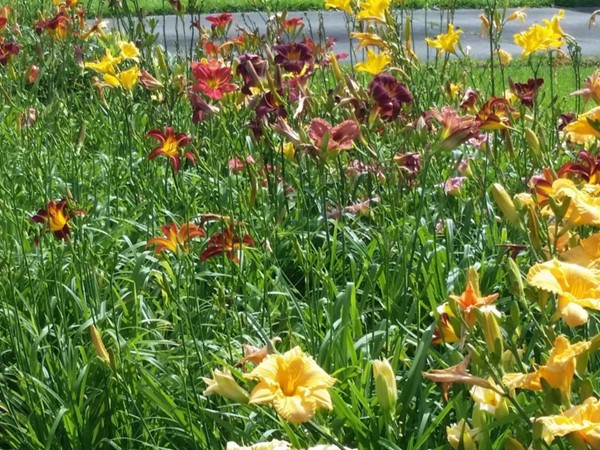 Day lilies in Oak Hills subdivision