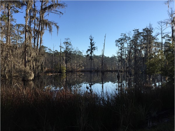 Sam Houston Jones State Park invites you into nature with walking paths and bridges over ponds