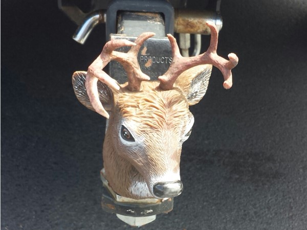 Look at this deer head cover on a truck's hitch