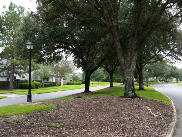 Tree-lined boulevard in Woodchase subdivision off of Perkins