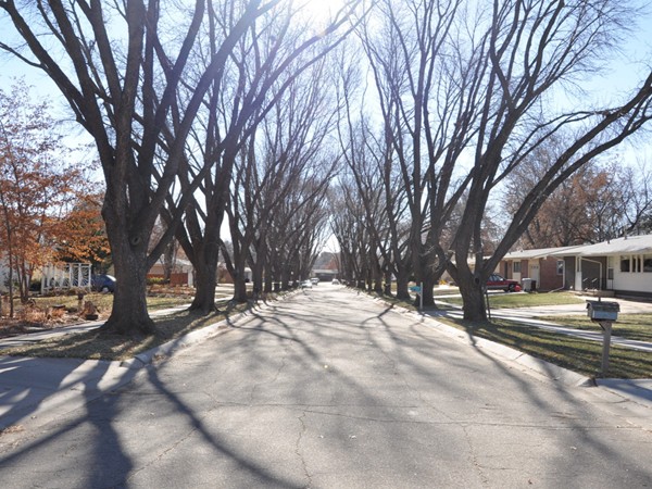 A beautiful tree-lined street in the Meadowlane neighborhood.