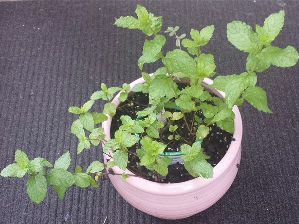 Did you know that mint repels ants? Mint is an agrressive plant, so I keep mine in a pot