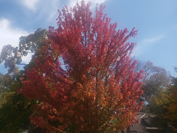 Fall colors in Ottawa