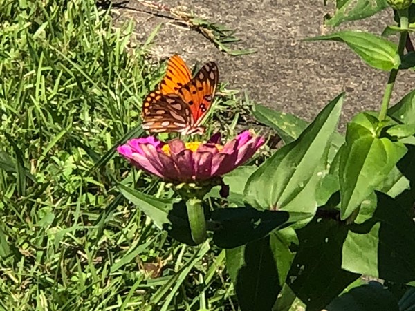 Nothing says spring more than this beautiful butterfly!  Lake Wedowee is blooming
