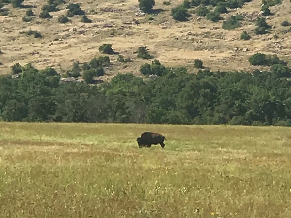 Buffalo grazing before finding shade at Old Plantation Restaurant