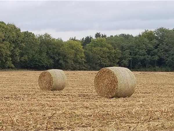 Hay bales in the fall