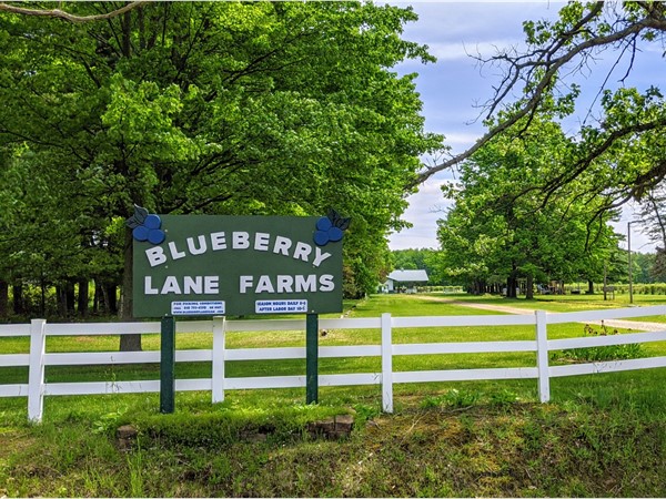Blueberry Lane Farms