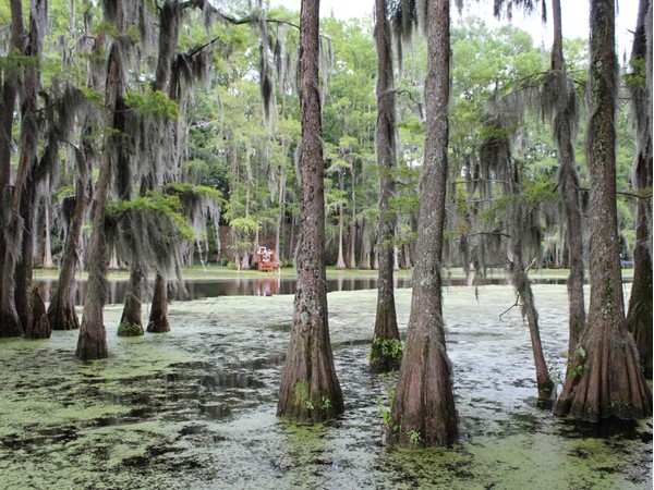 Across from Bayou DeSiard, Frenchman's Bend offers views of Cypress trees and Spanish moss