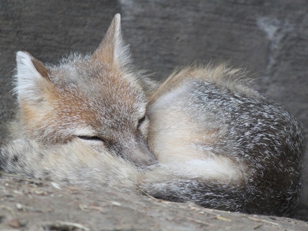 Nestled in for a cozy little nap...at Henry Doorly Zoo.