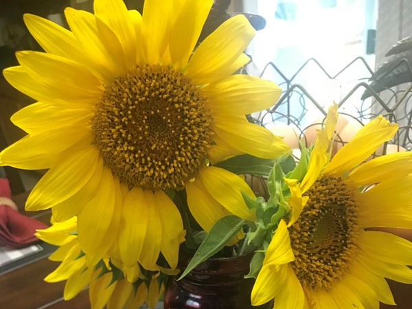 Beautiful sunflowers adorn my table