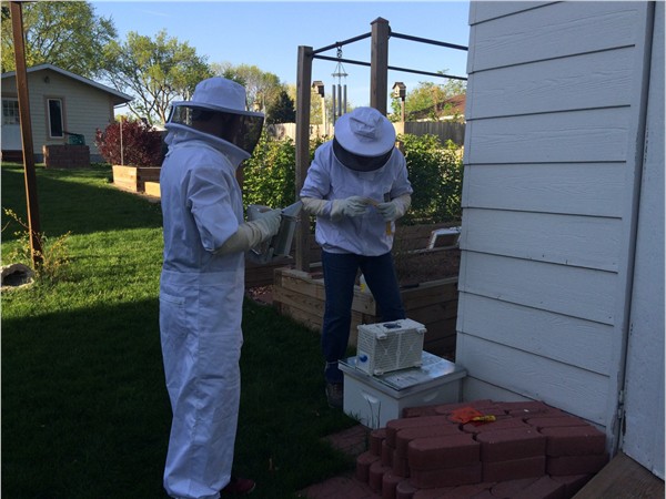 Beekeeping in Urbandale. Pollinating the backyard raspberries, blueberries and vegetable gardens.  