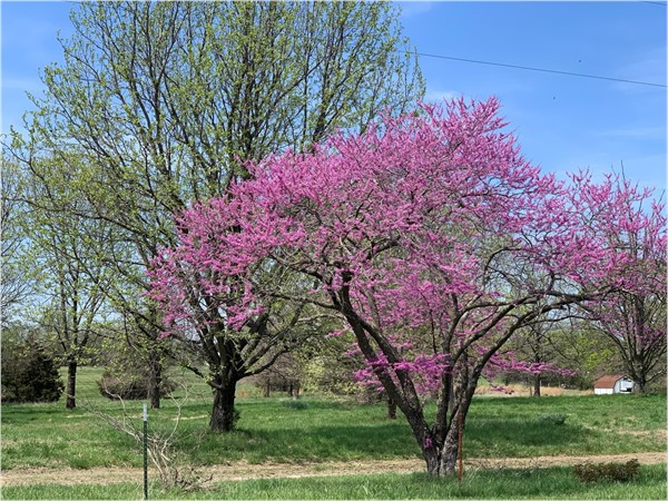 These trees are always beautiful in the spring 