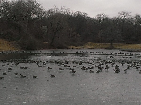 Geese on the frozen lake at New Mark in Kansas City North