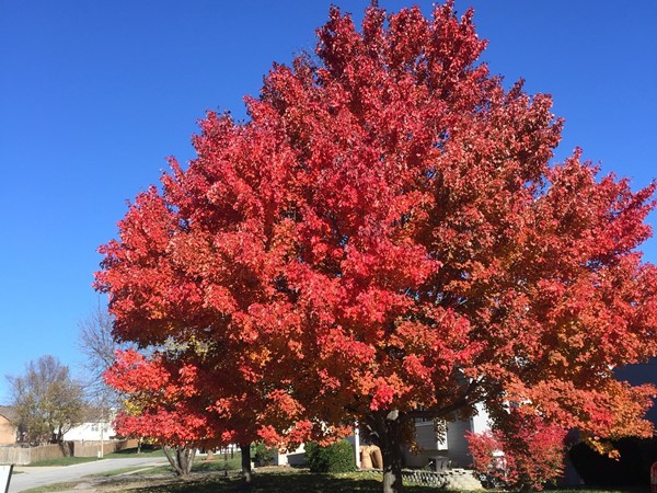 Enjoying the sun, fall weather and the changing of the trees in Maple Tree Subdivision