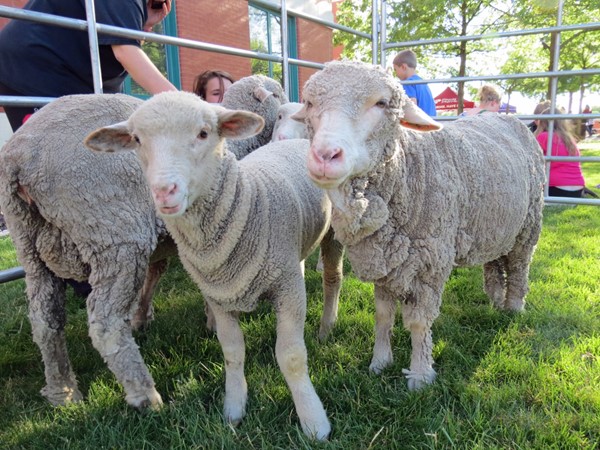 Sheep at the Fourth Friday Event in Olathe