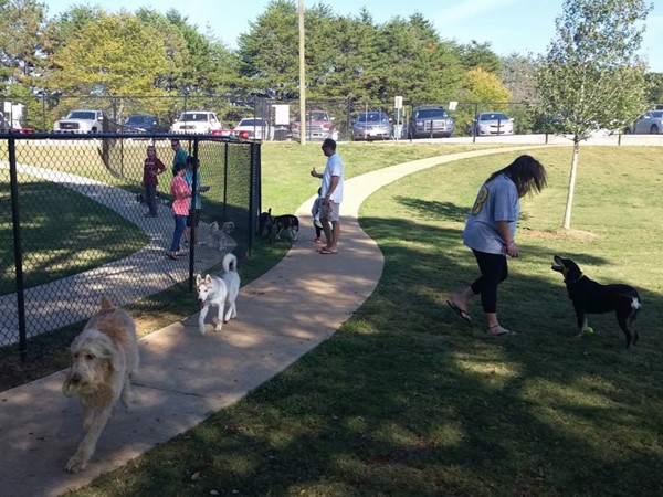 Dogs of all sizes and breeds visit the Will May Dog Park with their owners every day