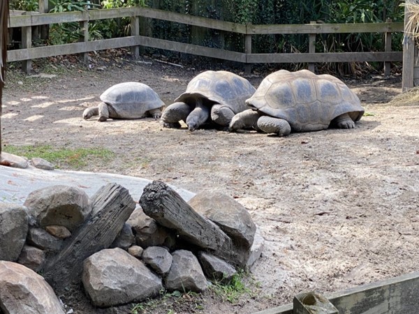 Tortoises at Audubon Zoo