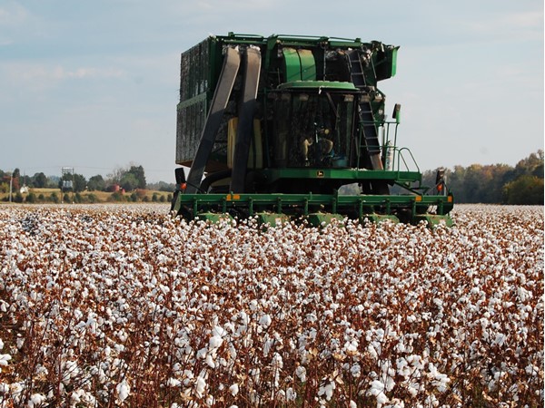 Cotton picker in "high cotton"
