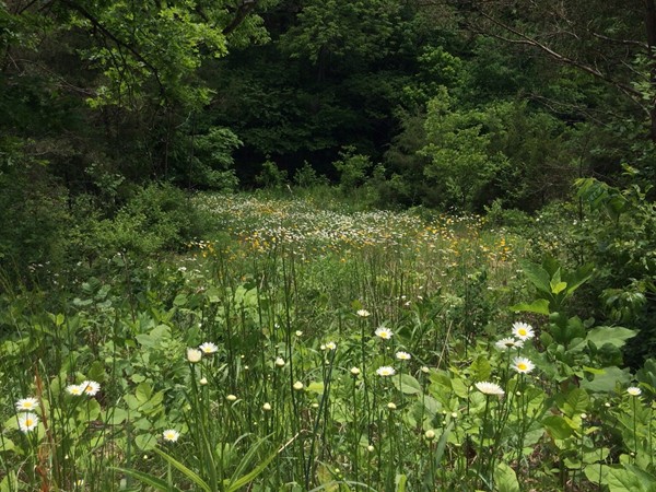 Scenic field of flowers, Hollister