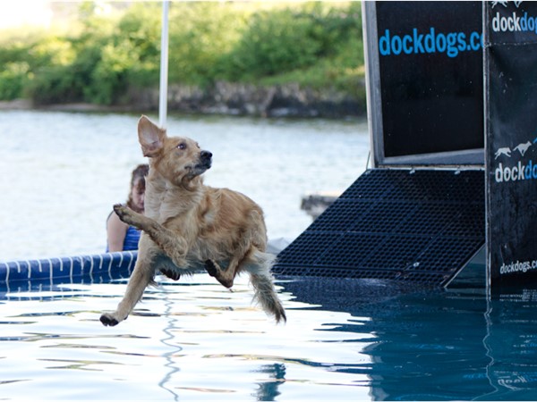 Canine Cannonball at Dog Days