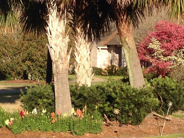 Spring is blooming in White Oak Estates