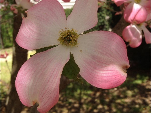 The dogwoods are in bloom and sprinkle the countryside of Northwest Arkansas