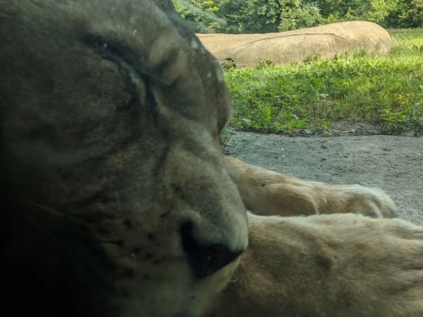 It's hard to be royalty! Napping at the Kansas City Zoo