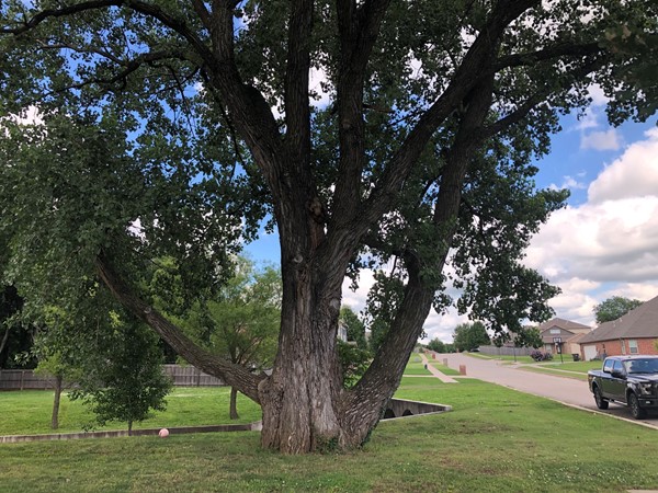 This massive tree has to be several trees grown into each other