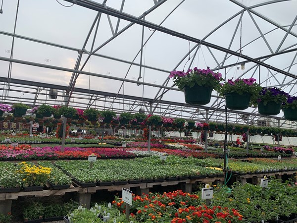 Farrand Farms in Independence off of Noland Rd has a great selection of plants