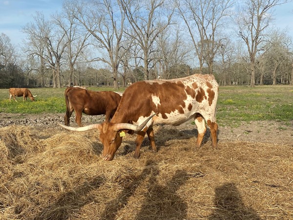 These longhorns are feeding at the farms at Istrouma Eatery and Brewery